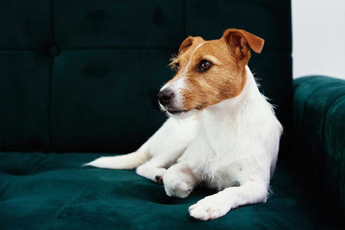 Jack Russell Terrier